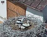 Capi_Dubne_20260620_120503.jpg