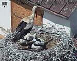 Capi_Dubne_20260620_121003.jpg