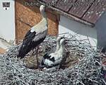 Capi_Dubne_20260620_122004.jpg