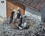 Capi_Dubne_20260620_122503.jpg