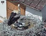 Capi_Dubne_20260620_123003.jpg