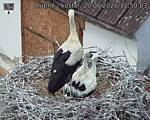 Capi_Dubne_20260620_125003.jpg