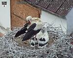 Capi_Dubne_20260620_125503.jpg