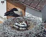 Capi_Dubne_20260620_130003.jpg
