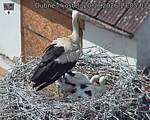 Capi_Dubne_20260620_130503.jpg