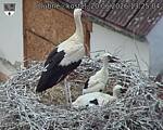 Capi_Dubne_20260620_132504.jpg