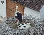Capi_Dubne_20260620_135504.jpg