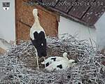 Capi_Dubne_20260620_140004.jpg