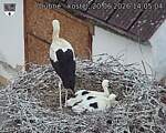 Capi_Dubne_20260620_140504.jpg