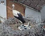 Capi_Dubne_20260620_142004.jpg