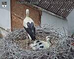 Capi_Dubne_20260620_143004.jpg