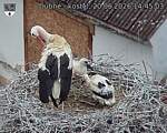 Capi_Dubne_20260620_144503.jpg