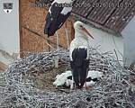 Capi_Dubne_20260620_151005.jpg