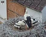 Capi_Dubne_20260620_151503.jpg