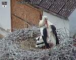 Capi_Dubne_20260620_152004.jpg