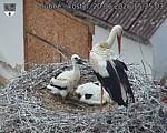 Capi_Dubne_20260620_152503.jpg