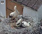 Capi_Dubne_20260620_153504.jpg