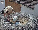 Capi_Dubne_20260620_155503.jpg