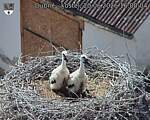Capi_Dubne_20260620_160004.jpg