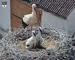 Capi_Dubne_20260620_162503.jpg