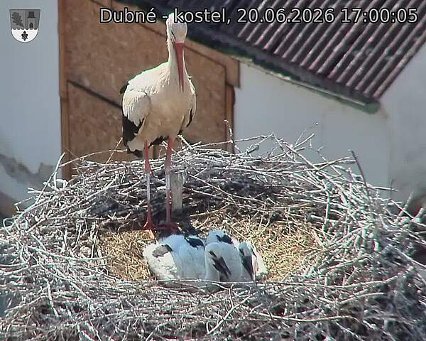 Capi_Dubne_20260620_170005.jpg (1350&nbsp;x&nbsp;1080)