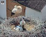 Capi_Dubne_20260620_170504.jpg