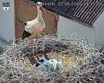 Capi_Dubne_20260620_171504.jpg