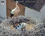 Capi_Dubne_20260620_172003.jpg