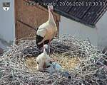 Capi_Dubne_20260620_173003.jpg