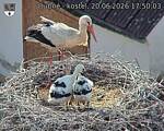 Capi_Dubne_20260620_175003.jpg