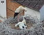 Capi_Dubne_20260620_185003.jpg