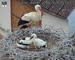 Capi_Dubne_20260620_192003.jpg