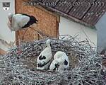 Capi_Dubne_20260620_193004.jpg