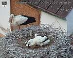 Capi_Dubne_20260620_195004.jpg