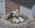 Capi_Dubne_20260620_200503.jpg