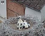 Capi_Dubne_20260620_205503.jpg