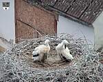 Capi_Dubne_20260620_211003.jpg