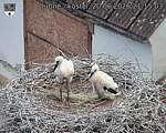 Capi_Dubne_20260620_211503.jpg