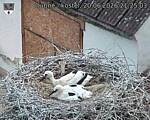 Capi_Dubne_20260620_212503.jpg