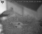 Capi_Dubne_20260620_221003.jpg