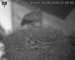Capi_Dubne_20260620_224002.jpg