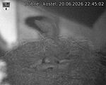 Capi_Dubne_20260620_224502.jpg