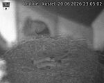 Capi_Dubne_20260620_230502.jpg