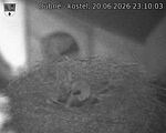 Capi_Dubne_20260620_231003.jpg