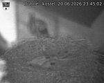 Capi_Dubne_20260620_234503.jpg