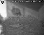 Capi_Dubne_20260620_235002.jpg