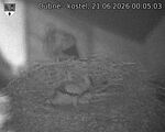 Capi_Dubne_20260621_000503.jpg