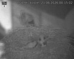 Capi_Dubne_20260621_001502.jpg
