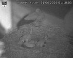 Capi_Dubne_20260621_011003.jpg