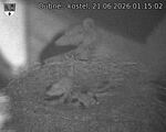 Capi_Dubne_20260621_011502.jpg